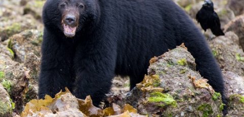 Kayak Bear watching in Tofino
