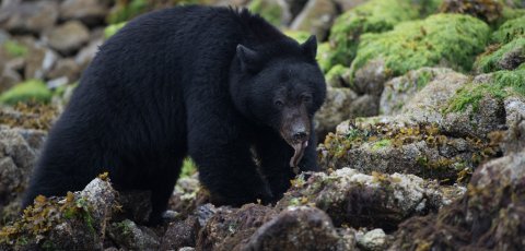 Kayak Bear watching in Tofino