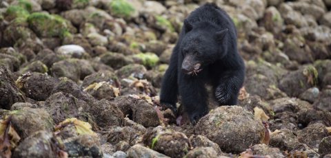 Kayak Bear watching in Tofino