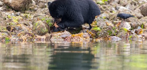 Kayak Bear watching in Tofino