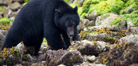 Kayak Bear watching in Tofino