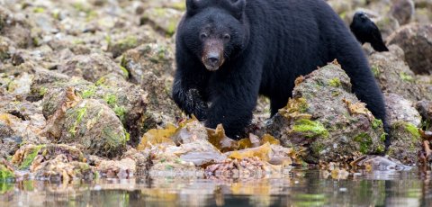 Kayak Bear watching in Tofino