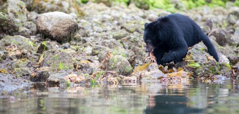 Kayak Bear watching in Tofino