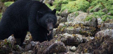 Kayak Bear watching in Tofino