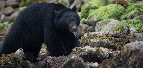 Kayak Bear watching in Tofino