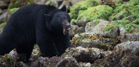 Kayak Bear watching in Tofino