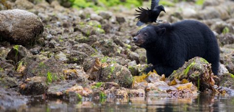 Kayak Bear watching in Tofino