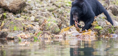 Kayak Bear watching in Tofino