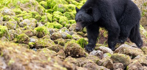 Kayak Bear watching in Tofino