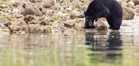 Kayak Bear watching in Tofino