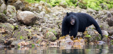 Kayak Bear watching in Tofino