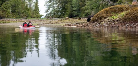Kayak Bear watching in Tofino