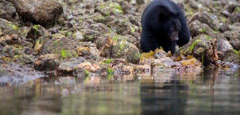 Kayak Bear watching in Tofino