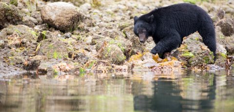 Kayak Bear watching in Tofino