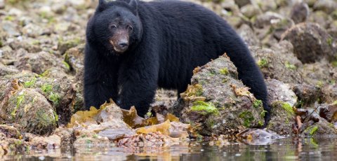 Kayak Bear watching in Tofino