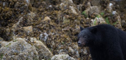 Kayak Bear watching in Tofino