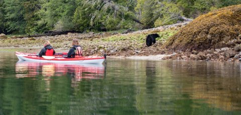 Kayak Bear watching in Tofino