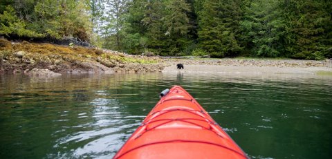Kayak Bear watching in Tofino