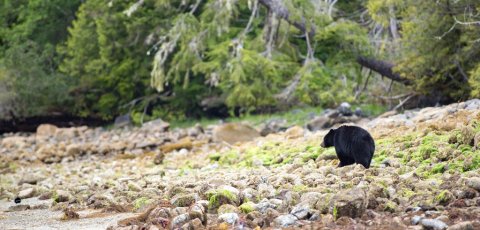 Kayak Bear watching in Tofino