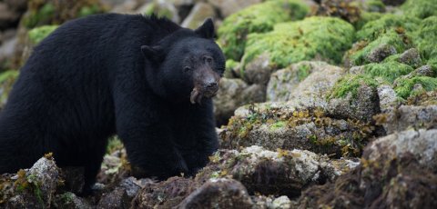 Kayak Bear watching in Tofino