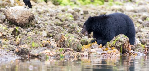 Kayak Bear watching in Tofino
