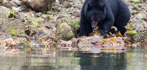 Kayak Bear watching in Tofino