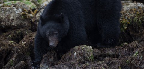 Kayak Bear watching in Tofino