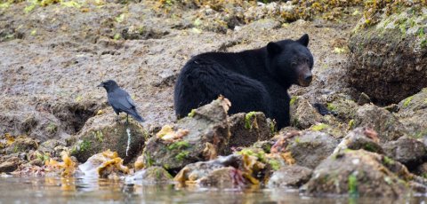 Kayak Bear watching in Tofino