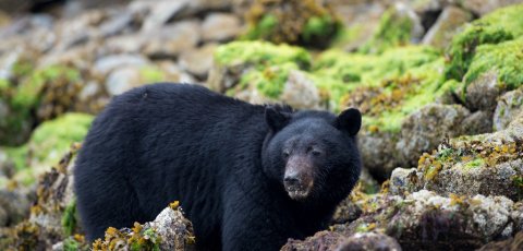 Kayak Bear watching in Tofino