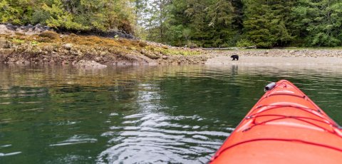 Kayak Bear watching in Tofino