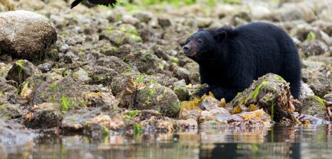 Kayak Bear watching in Tofino
