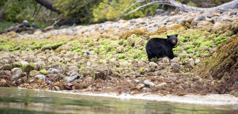 Kayak Bear watching in Tofino