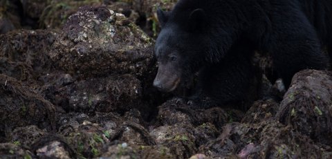 Kayak Bear watching in Tofino