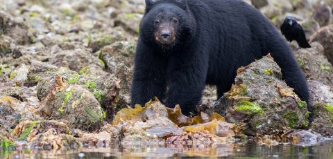 Kayak Bear watching in Tofino