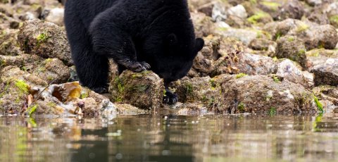 Kayak Bear watching in Tofino