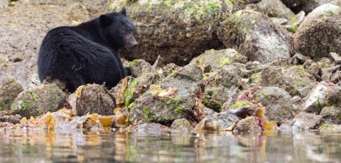 Kayak Bear watching in Tofino